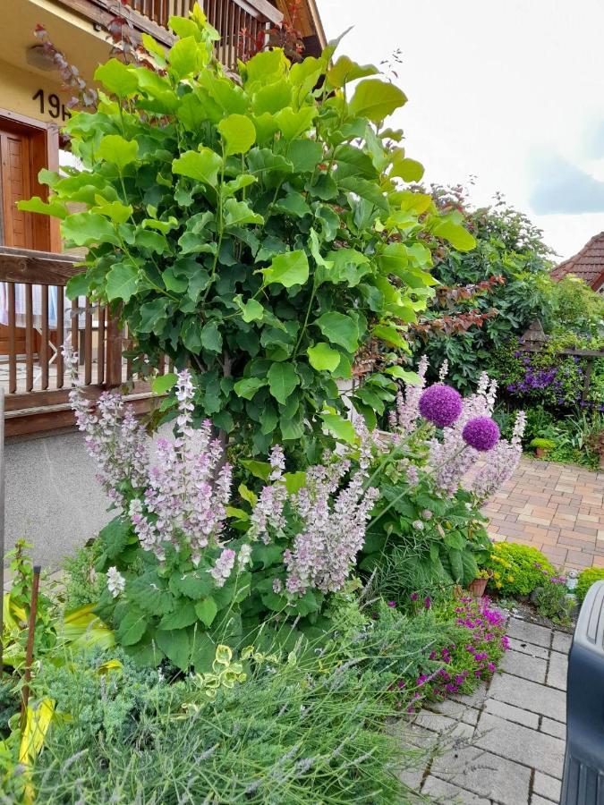 Harmonia Vendeghaz 100 Meterre Az Igali Gyogyfuerdotol Apartment Екстериор снимка